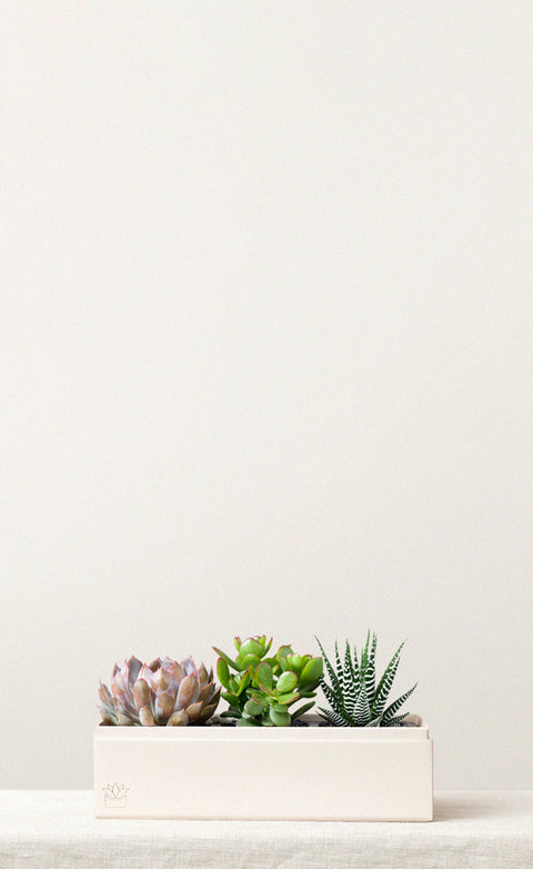 TRIO WORKSPACE